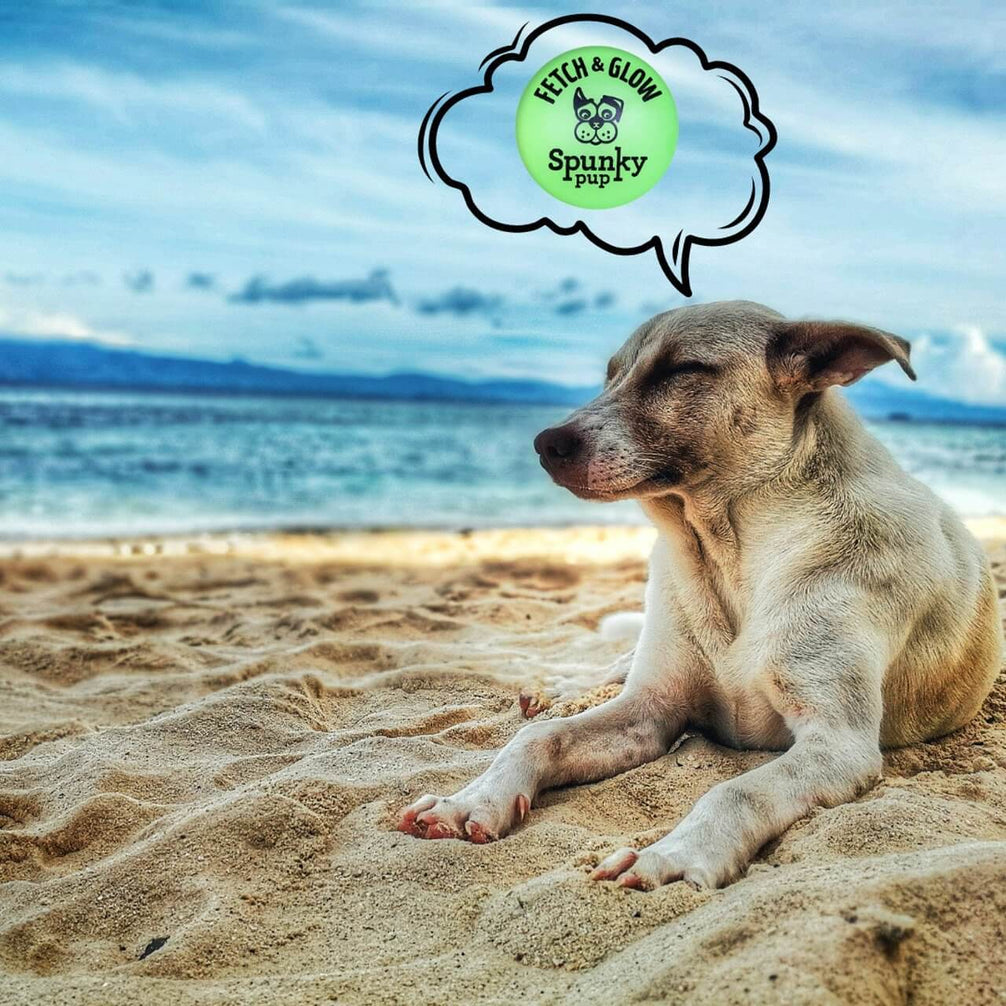 כדור קשיח לכלב זוהר בחושך - https://petshappines.shop/products/fetch-glow-ball